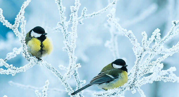 포틀랜드 눈 주의보 ‘최대 6인치’