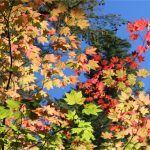 “세상은 넓고 갈 곳은 많다” — Bagby 온천과 Sisi Butte Lookout 산행