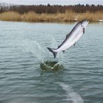 <strong>미</strong><strong> </strong><strong>연방법원</strong><strong> “</strong><strong>사라지는</strong><strong> </strong><strong>연어</strong><strong> </strong><strong>보호해야</strong><strong>”…</strong>