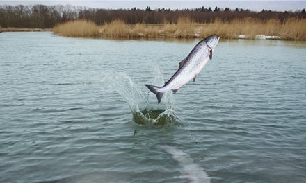 <strong>미</strong><strong> </strong><strong>연방법원</strong><strong> “</strong><strong>사라지는</strong><strong> </strong><strong>연어</strong><strong> </strong><strong>보호해야</strong><strong>”…</strong>