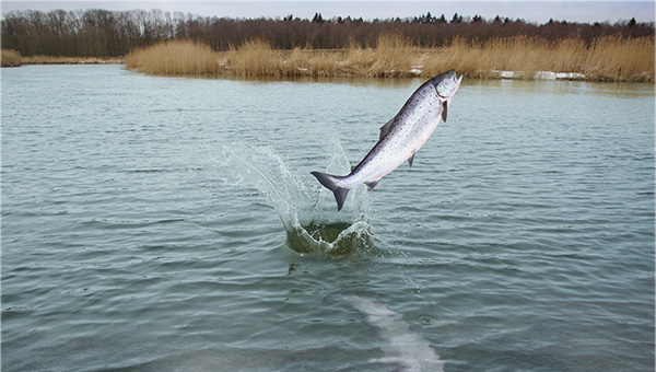 <strong>미</strong><strong> </strong><strong>연방법원</strong><strong> “</strong><strong>사라지는</strong><strong> </strong><strong>연어</strong><strong> </strong><strong>보호해야</strong><strong>”…</strong>