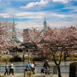 포틀랜드 벚꽃 개화 시작…3월 23일 절정 전망