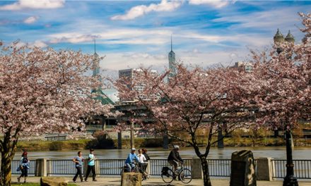 포틀랜드 벚꽃 개화 시작…3월 23일 절정 전망