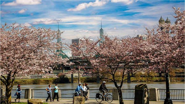 포틀랜드 벚꽃 개화 시작…3월 23일 절정 전망